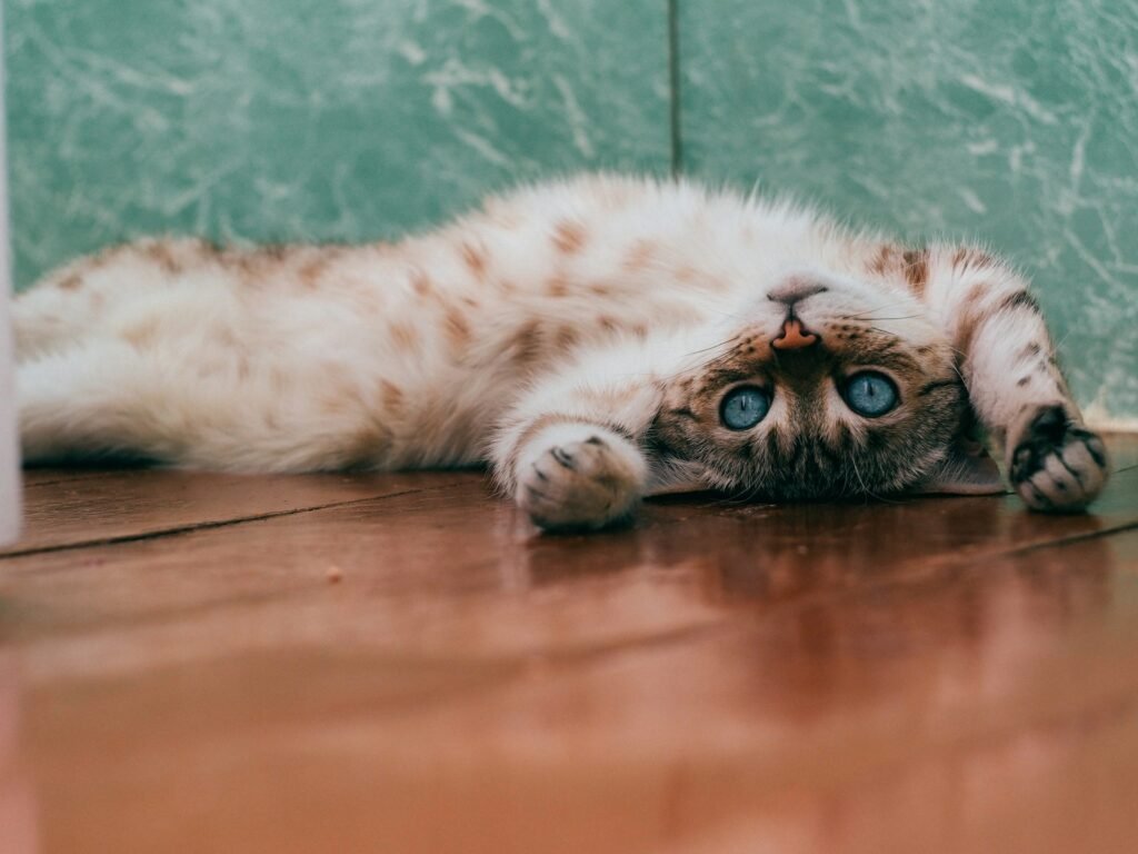 Hermoso gatete mostrando su barriga. Foto de Daria Shatova en Unsplash.
