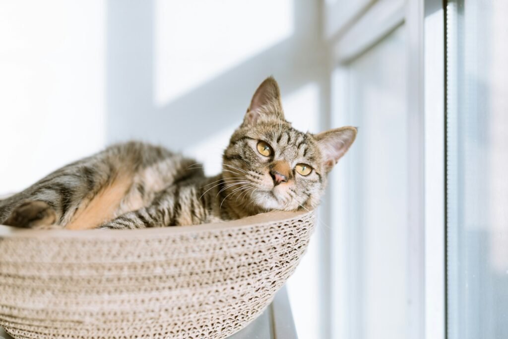 Gato descansando al lado de una ventana. Foto de Eric Han en Unsplash.