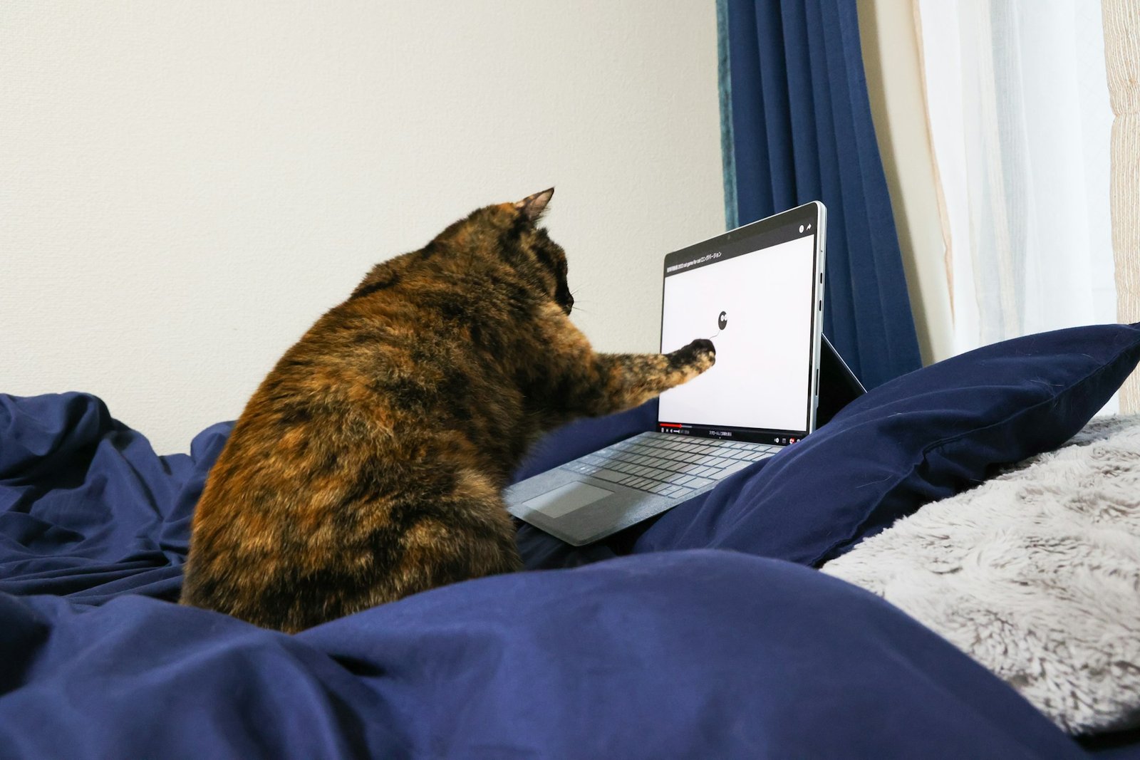 Gato navegando por internet. Foto de Nana Fuzimi en Unsplash.