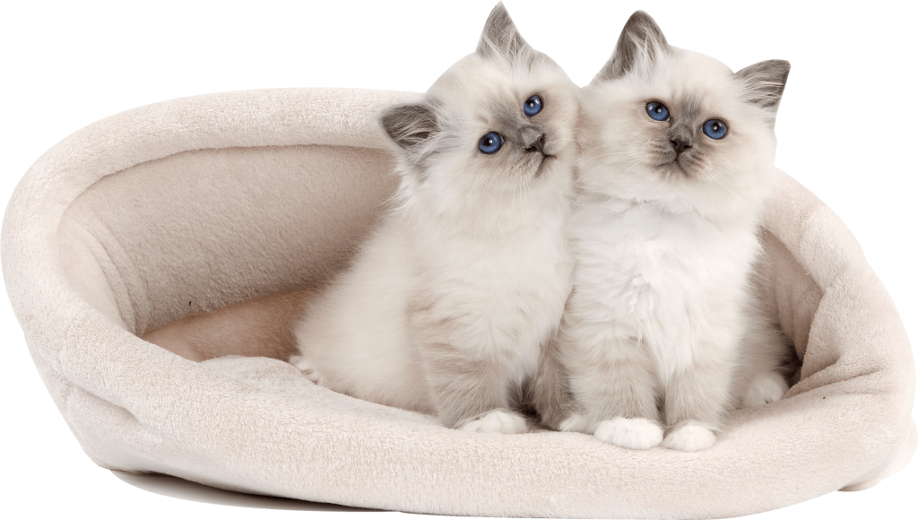 Hermosos gatitos tiernos
