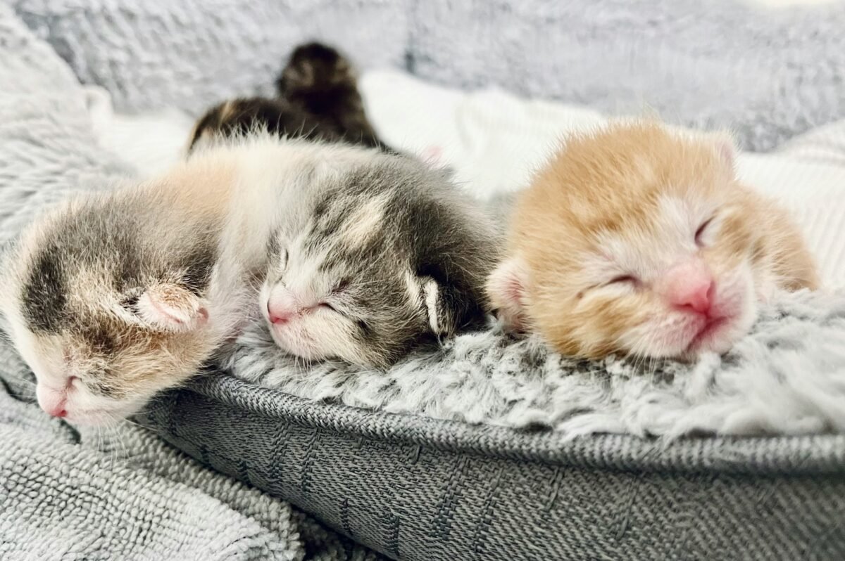 Hermosos gatitos durmiendo. Foto de claudia perez en Unsplash.
