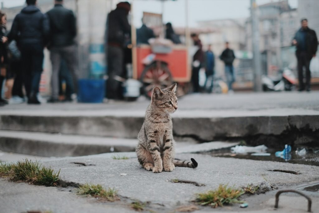 Gatito explorando el mundo. Foto de Emre en Unsplash.