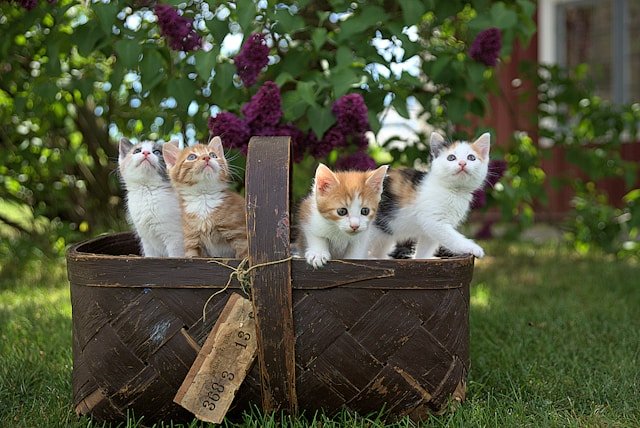 Gatitos dentro de un canasto. Foto de Jari Hytönen en Unsplash.