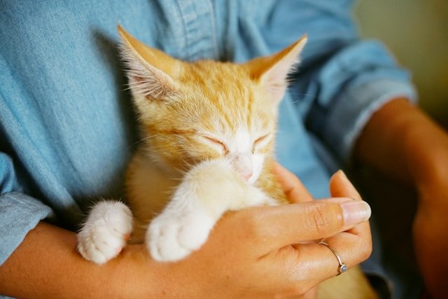 Gatito naranja en brazos de su dueño. Foto de Manki Kim en Unsplash.