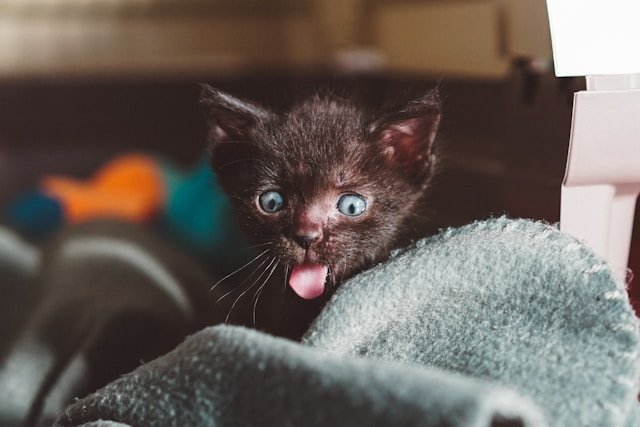 Gatito sacando su lengua. Foto de Manki Kim en Unsplash.