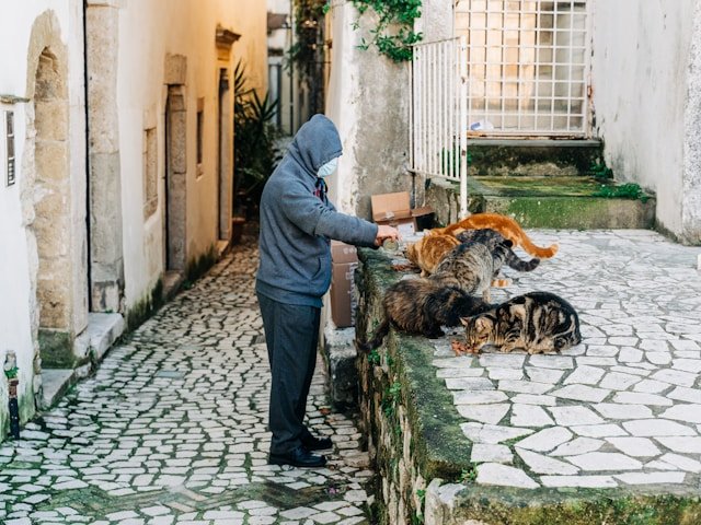 Alimentador dando de comer a gatos callejeros. Foto de Gabriella Clare Marino en Unsplash.