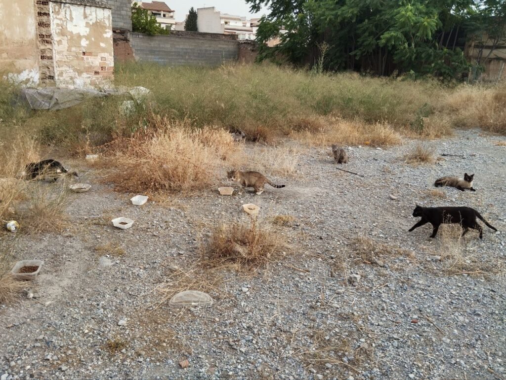 Una de las tantas colonias felinas que existen en Albolote.