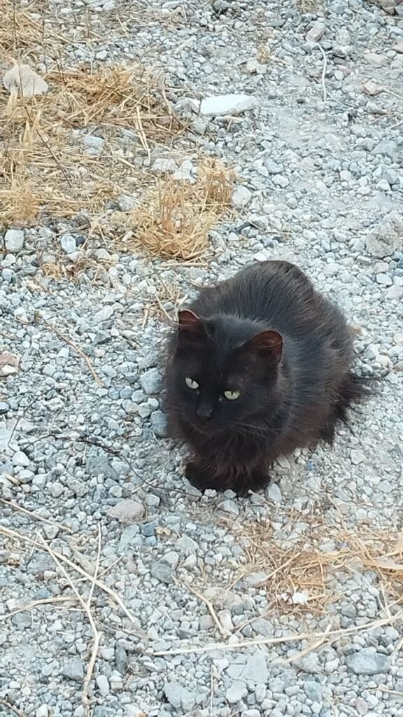 Hermosa gata callejera de una colonia felina en Albolote.