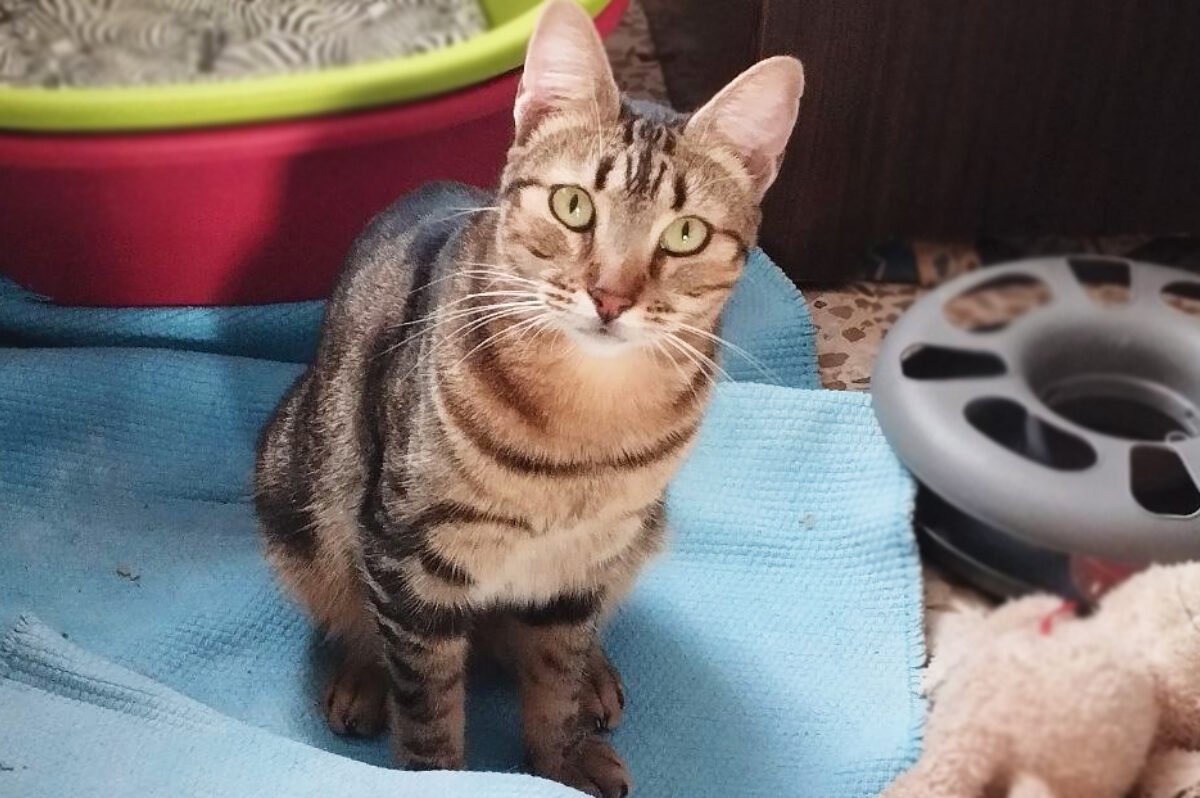 Mía